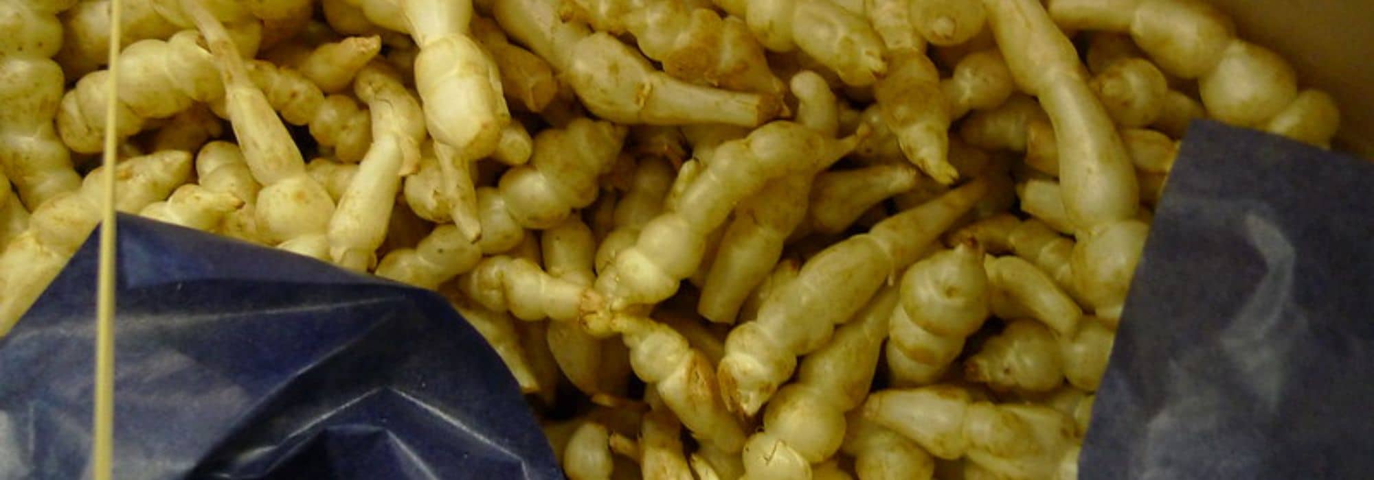 Cultivar el crosne en el Huerto