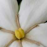 Gardenia en maceta: plantación y cuidados
