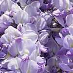 7 glicinias tempranas