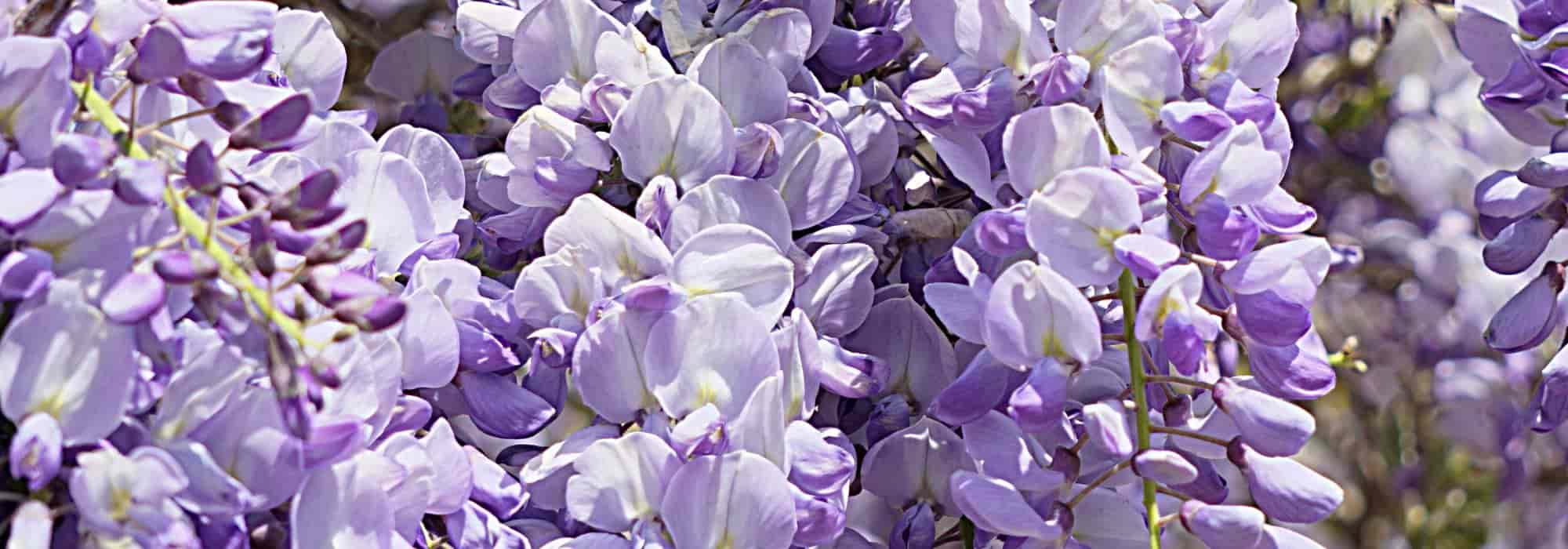 7 glicinias tempranas