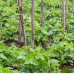 Judías verdes de filamento: 3 buenas razones para cultivarlas