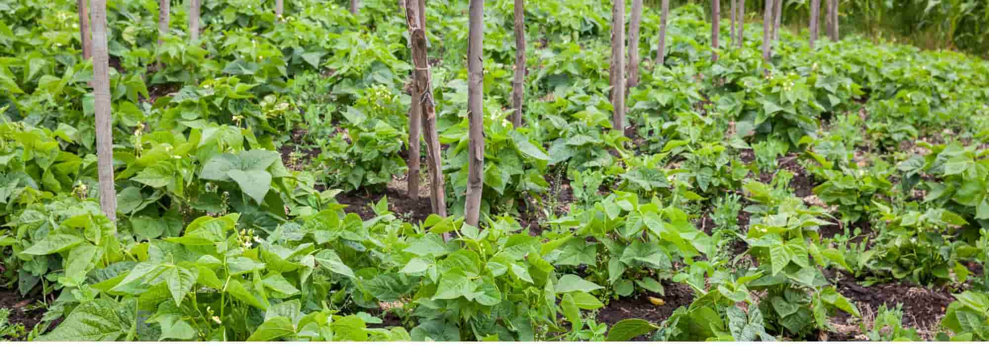 Judías verdes de filamento: 3 buenas razones para cultivarlas