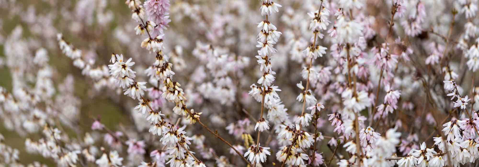 Forsitia blanco, Abeliophyllum distichum: cultivo y cuidados