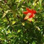 Cómo cultivar un Granado en maceta?