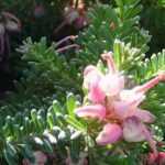 Grevillea rastrero: 5 variedades para descubrir