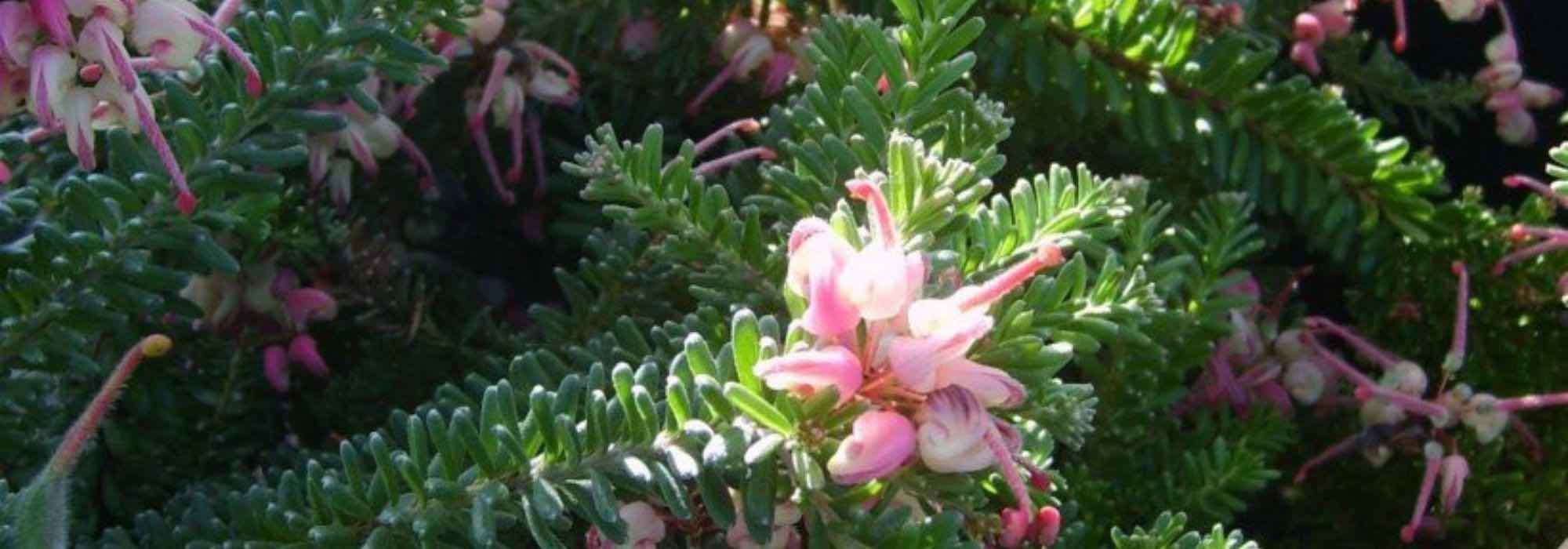Grevillea rastrero: 5 variedades para descubrir