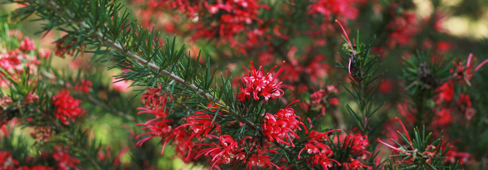 Cultivar la Grevillea en maceta