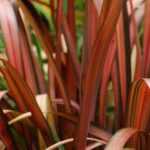 ¿Cómo cultivar un Phormium en maceta?