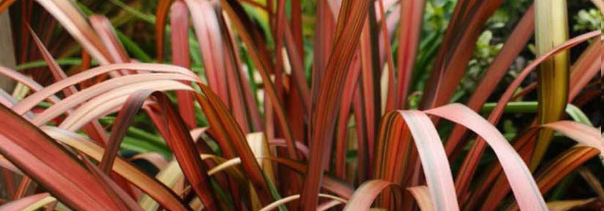 ¿Cómo cultivar un Phormium en maceta?