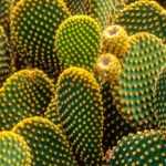 5 cactus y plantas crasas que resisten al frío y a la sequía
