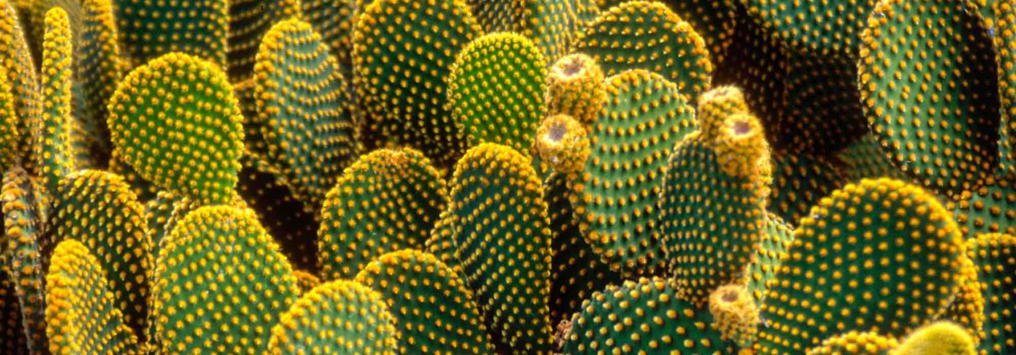 5 cactus y plantas crasas que resisten al frío y a la sequía