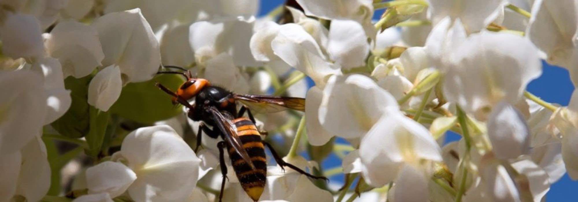 Glicina: las más perfumadas