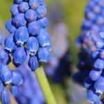 Cultivar Muscari en macetas
