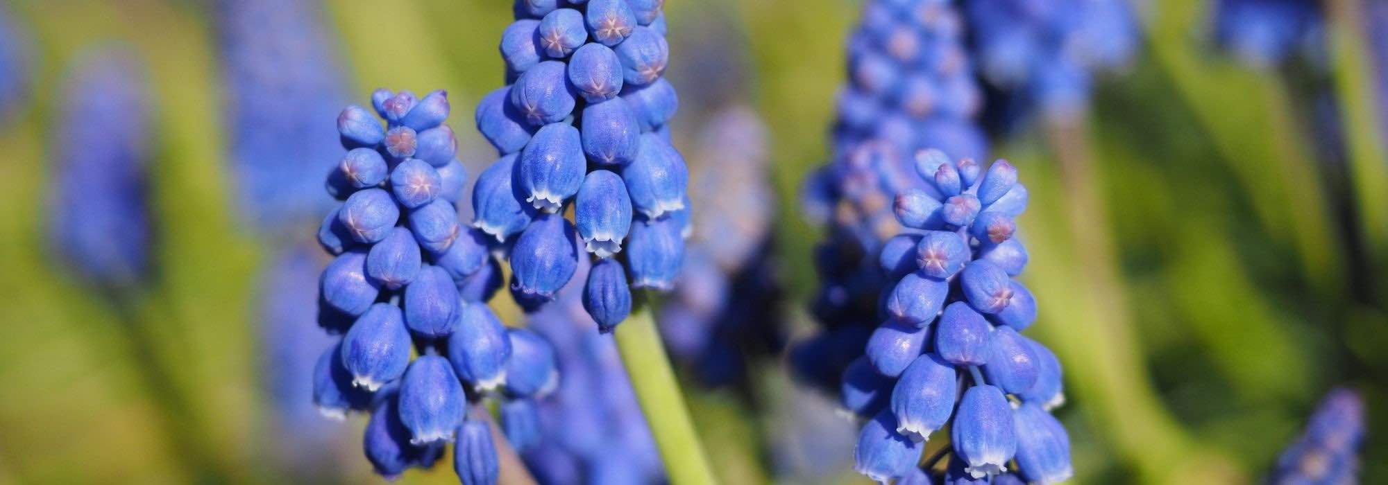 Cultivar Muscari en macetas