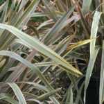 Asociar el Phormium