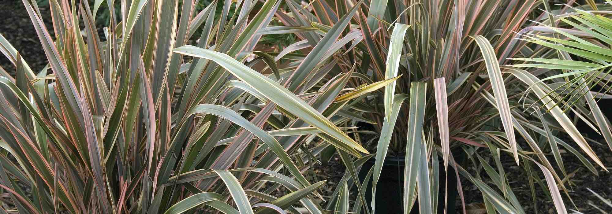 Asociar el Phormium