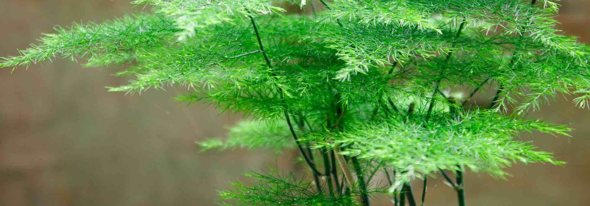 Las plantas de interior más fáciles de cultivar