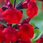 ¿Cómo cultivar una salvia arbustiva en maceta?