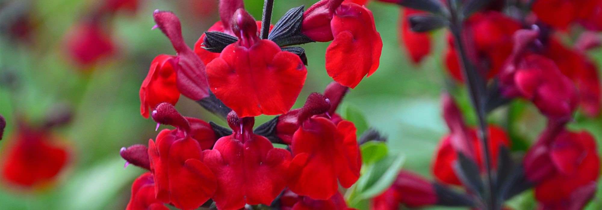 ¿Cómo cultivar una salvia arbustiva en maceta?