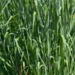 Panicum: las mejores variedades