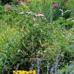 ¿Cómo transformar su jardín en permacultura?