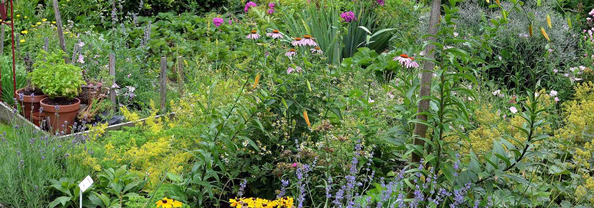 ¿Cómo transformar su jardín en permacultura?