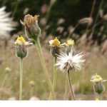 Las plantas bioindicadoras: ¿qué son?