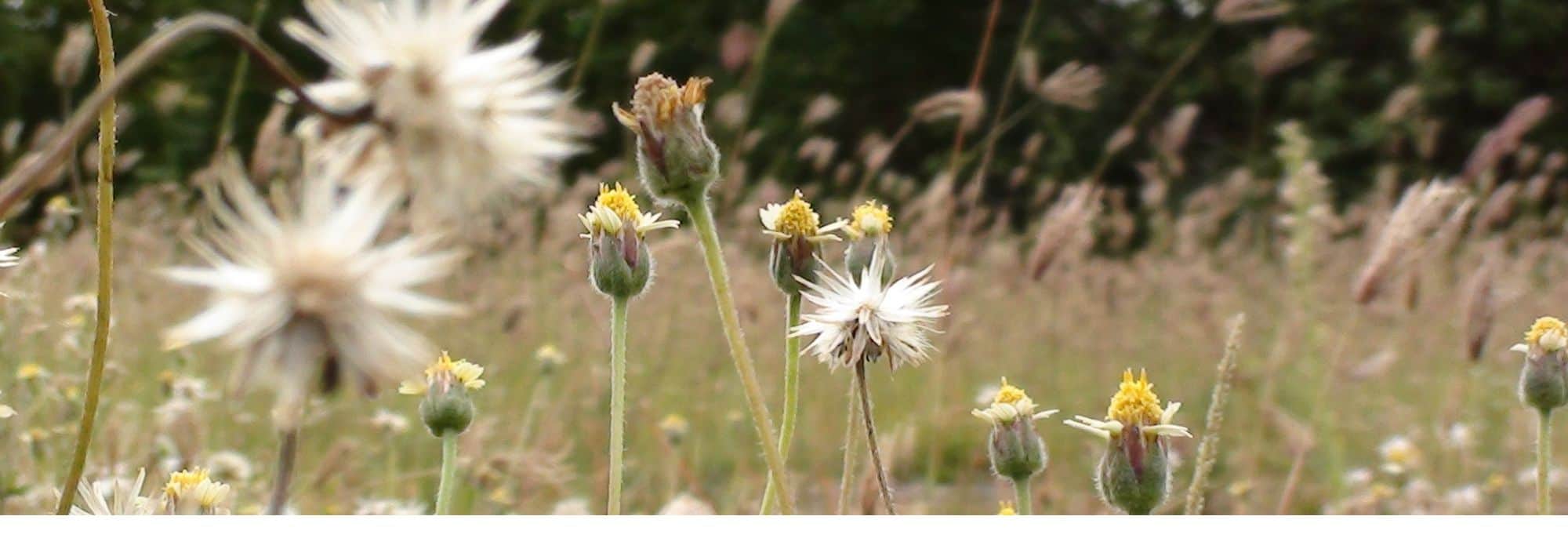 Las plantas bioindicadoras: ¿qué son?