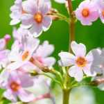 Prímulas: las más fáciles de cultivar