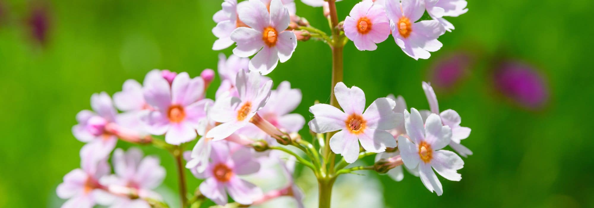 Prímulas: las más fáciles de cultivar