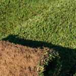 ¿Qué alternativa al césped elegir?