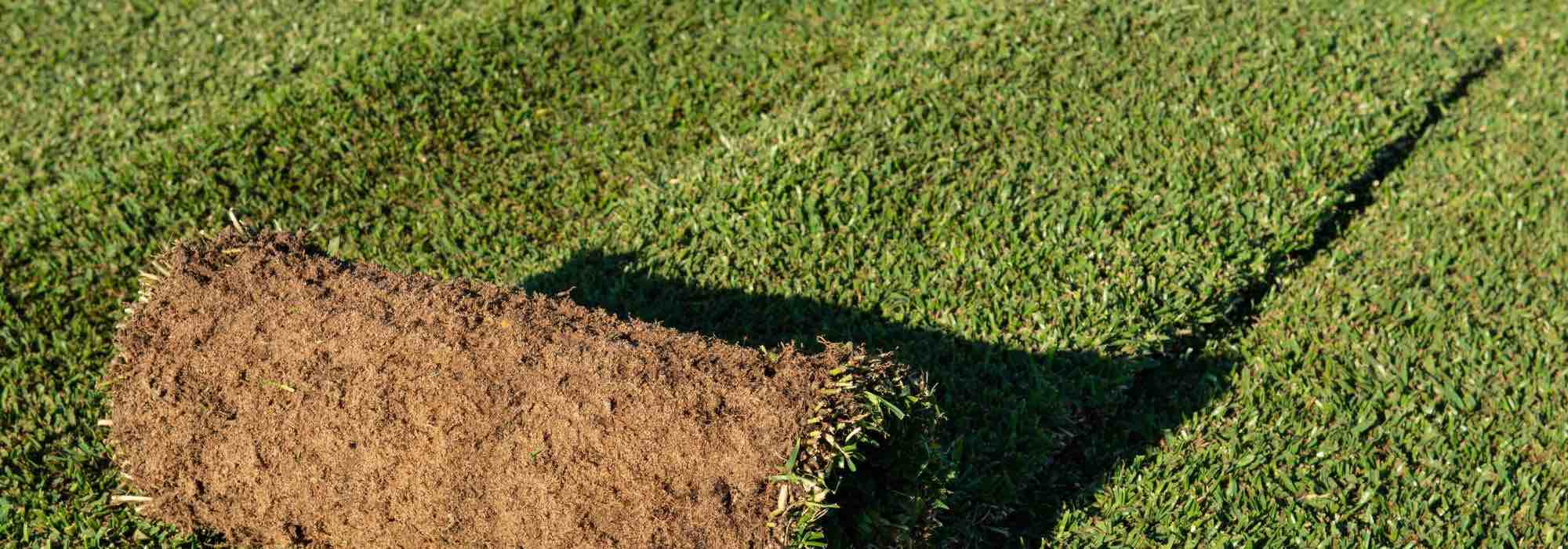 ¿Qué alternativa al césped elegir?