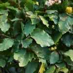 ¿Cómo y cuándo podar el haya común?