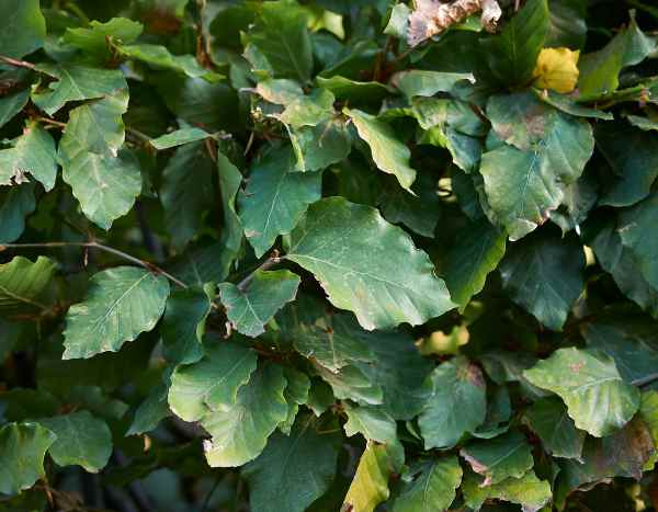 ¿Cómo y cuándo podar el haya común?