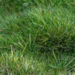 Alternativa al césped: plantar Zoysia