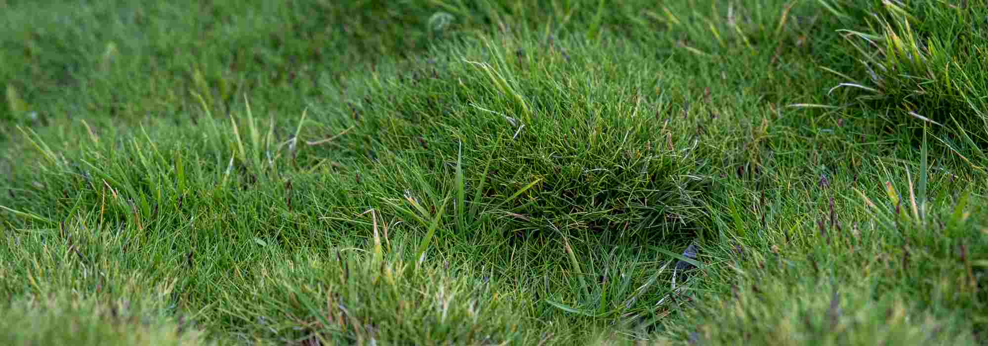 Alternativa al césped: plantar Zoysia