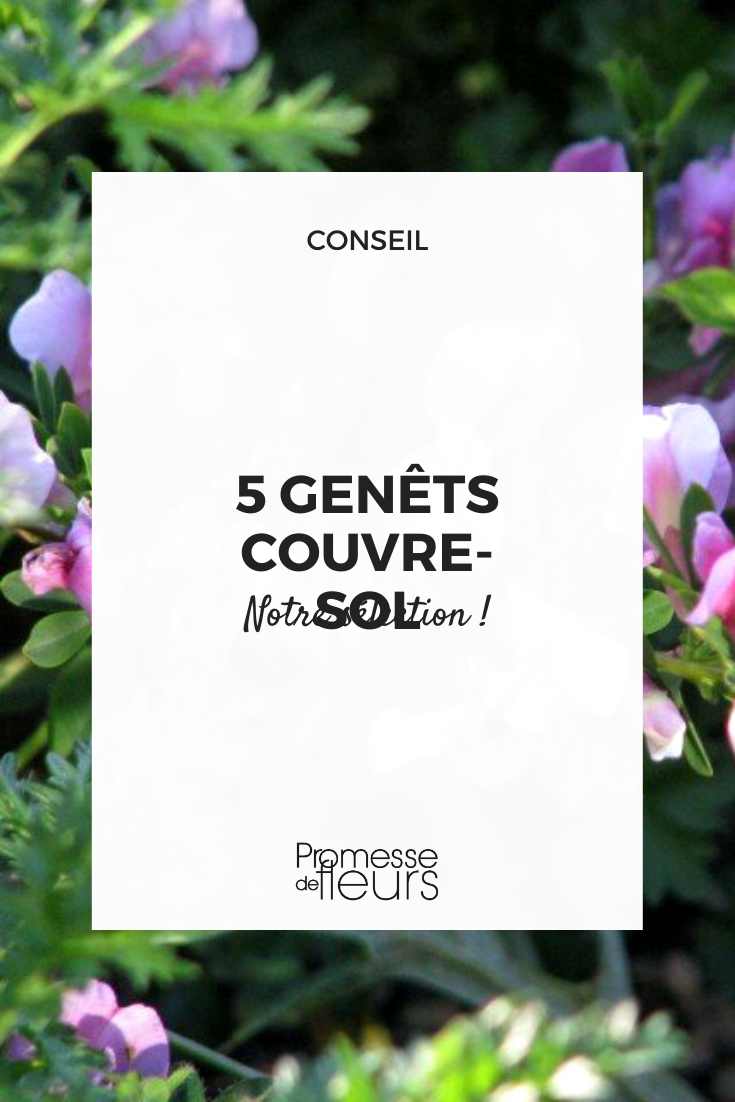 selección de genistas rastreras