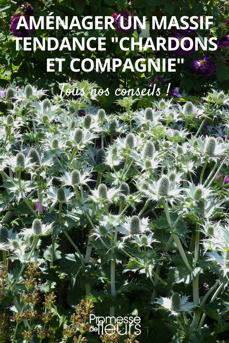Eryngium (traducción al español: "Eryngium" o "Cardo corredor")  

**Texto traducido:**  

El Eryngium, comúnmente conocido como cardo corredor o eringo, es un género de plantas perennes perteneciente a la familia Apiaceae. Estas plantas se caracterizan por sus llamativas flores azuladas o plateadas, rodeadas de brácteas espinosas que les dan un aspecto único y decorativo.  

**Cuidados del Eryngium:**  
- **Luz:** Prefiere pleno sol.  
- **Suelo:** Bien drenado, incluso tolera suelos pobres y secos.  
- **Riego:** Moderado, resistente a la sequía una vez establecido.  
- **Usos en jardinería:** Ideal para borduras, jardines secos o como flor seca en arreglos.  

**Variedades populares:**  
- *Eryngium planum* (cardo azul)  
- *Eryngium giganteum* (cardo gigante)  
- *Eryngium bourgatii* (con tonos metálicos)  

**Dato curioso:** Aunque se asemeja a un cardo, ¡no es un verdadero cardo! Su belleza arquitectónica atrae polinizadores y añade textura al jardín.  

*Nota: Los códigos HTML/WordPress (si los hubiera) se mantienen sin cambios.*