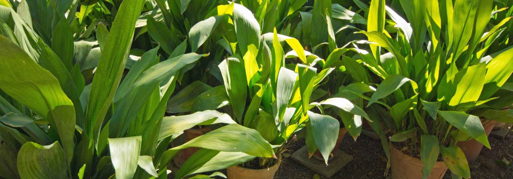 Aspidistra: cultivo y cuidados