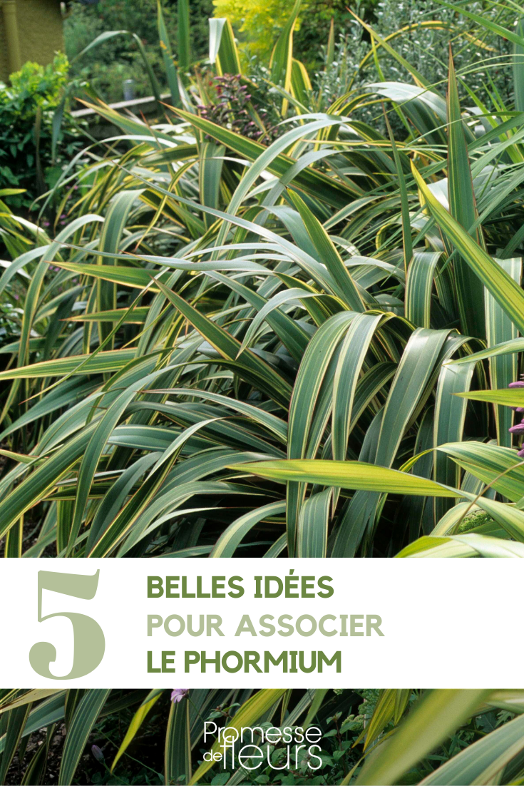 Phormium lino de Nueva Zelanda