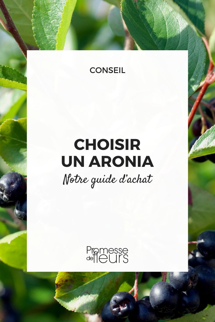 Guía de compra de Aronia