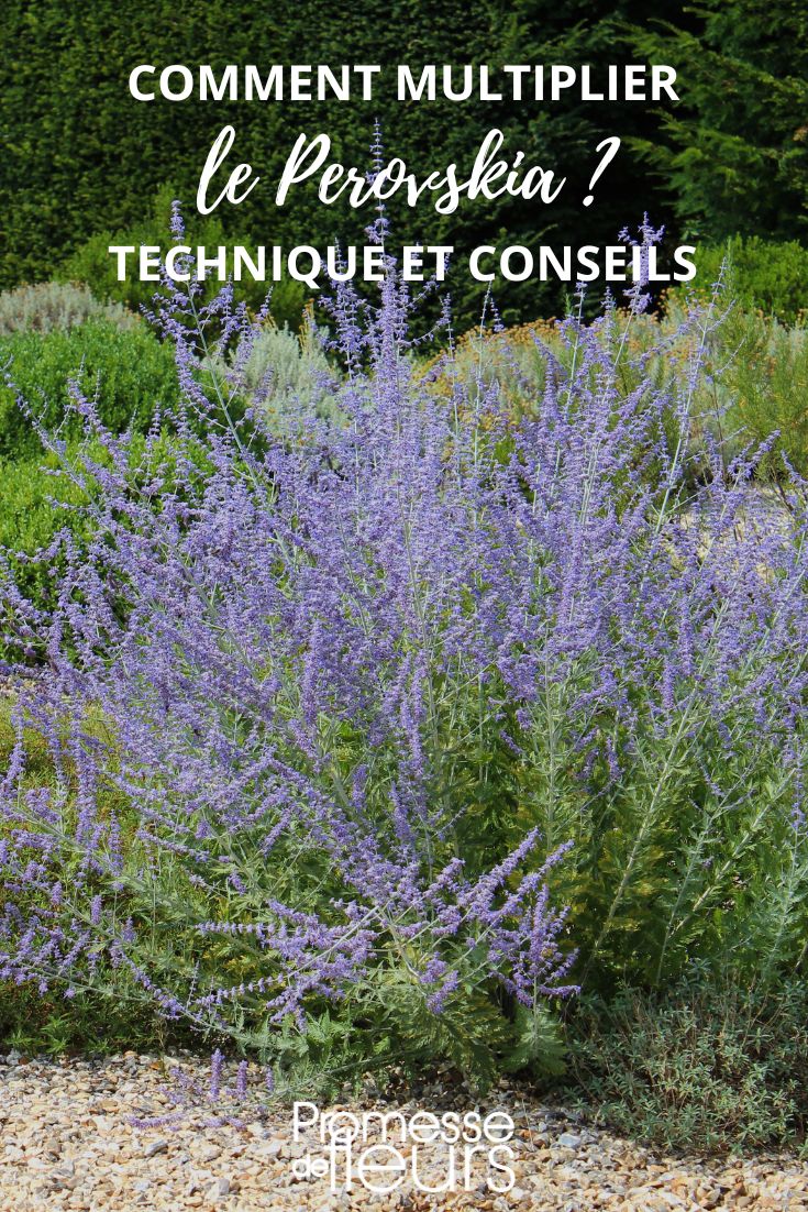 esquejar sembrar perovskia