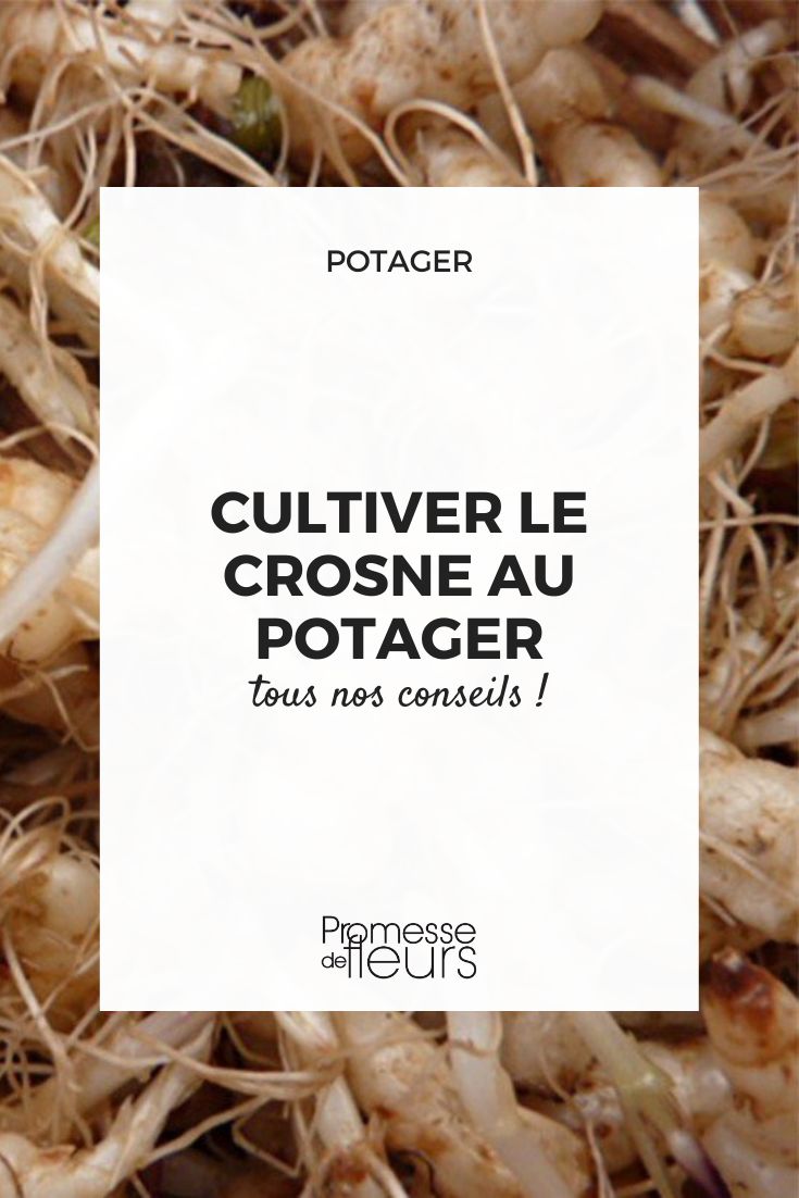 cultivo de crosnes