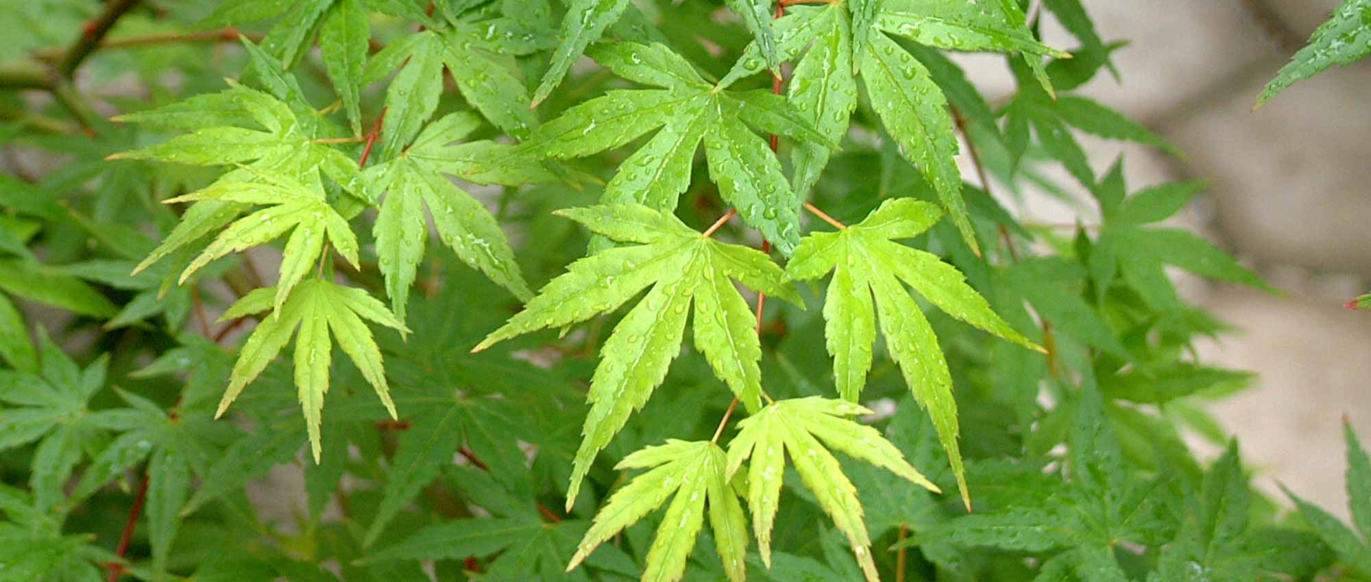 6 arces del Japón con follaje verde