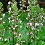 ¿Cómo cosechar y sembrar semillas de Acanthus?