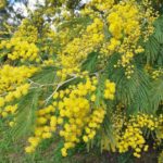 Planta invasora… ¿hay que tener miedo del mimosa?