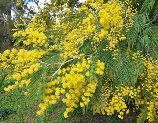Planta invasora… ¿hay que tener miedo del mimosa?