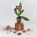 ¿Cómo trasplantar una orquídea?