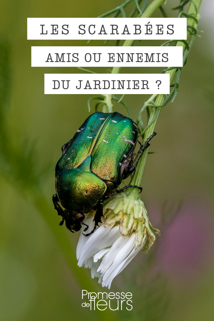 Los diferentes escarabajos en el jardín