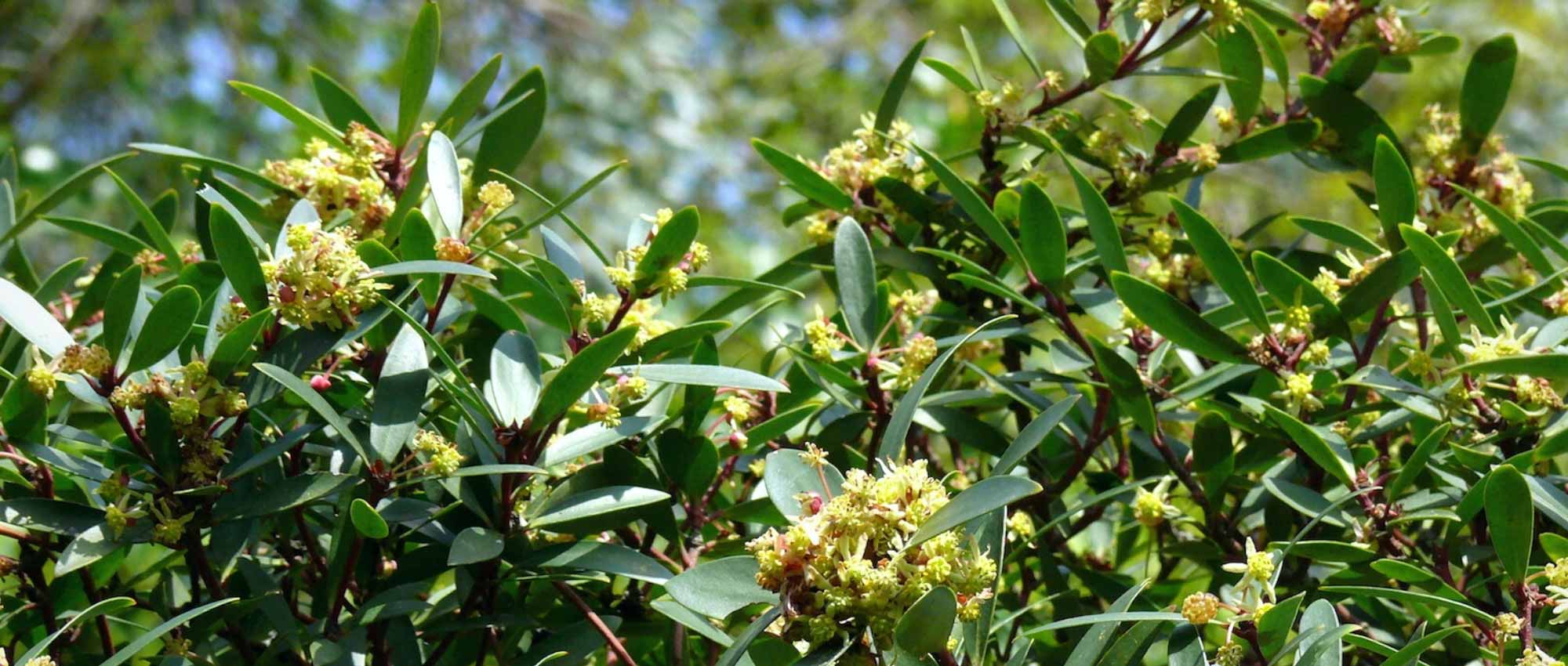 Canelo: cultivo y cuidados en terreno abierto o en macetas